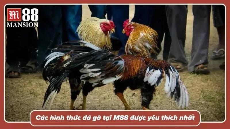 Hình ảnh cận cảnh hai chiến kê trước giờ giao đấu