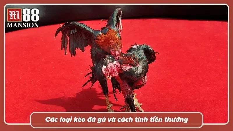 Bảng cược trực tuyến với nhiều lựa chọn