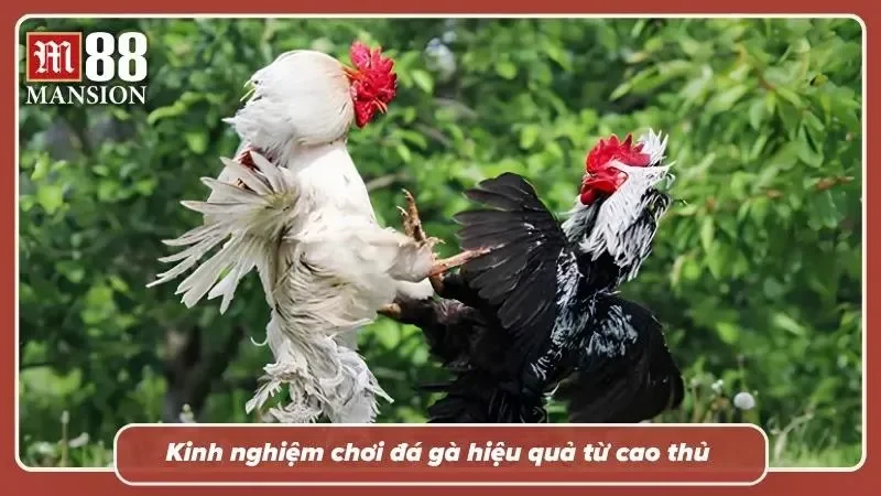 Phân bổ vốn thông minh trước mỗi trận đấu